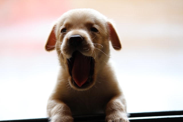 Dog Yawning Wake Up Better